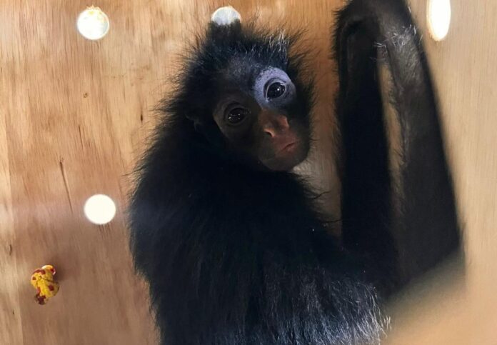 Macacos são encaminhados para santuário que abriga primatas ameaçados de extinção